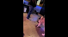 Husky Upset At Owner's Mismatched Shoes