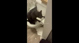 Cat Has Beef With TP