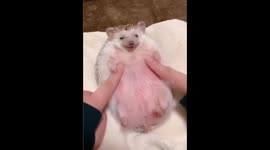 Chinese resident massaged a tiny hedgehog that stayed calm on its back