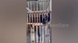 Lions and black bears found confined at casino at border in eastern Thailand