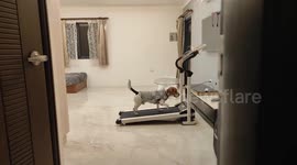 Energetic pet beagle found exercising on home treadmill