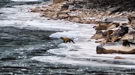 China: Rarely seen yellow-throated martens caught having fun on camera
