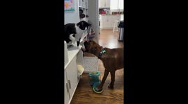 Playful cat and boxer dog scuffle in Dorchester, Ontario, Canada
