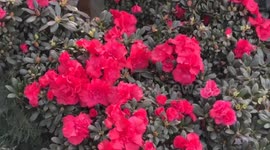 China: Flower demands boom in Shanxi as new year draws near