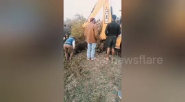 Social organisation rescue a cow in Drain by JCB in Shahdol in Shahdol, Madhya Pradesh