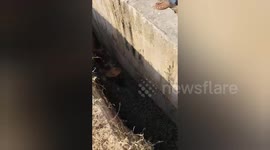 Social organisation rescued a cow hit by a train and fell into a drain on the side of the track in Shahdol, Madhya Pradesh