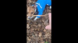 Jack Russell Terriers have the strength of a lion.