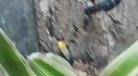 Jewels of the Rainforest: A Close-Up Look at Poison Dart Frogs and Their Vibrant Colors