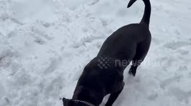 Dog joyfully plays in deep winter snow, Kitchener, Ontario, Canada