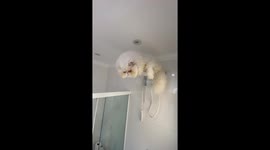 Grumpy Persian Cat Perches on Shower Head