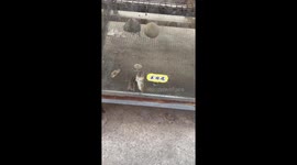 Squirrels eagerly share carrot snack in Anhui, China