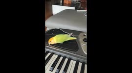 Lovebird dances to keyboard beats in Henan, China