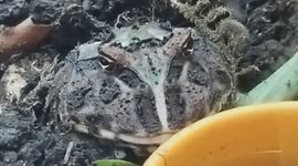 Discover the Fascinating Frog: A Close-Up Look at Amphibian Life