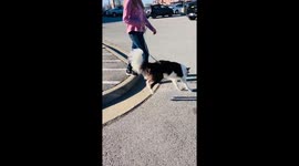 Border Collie Bucks Like a Bronc