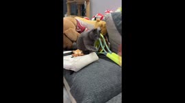 Cat cautiously plays with balloon until it pops in Hubei, China