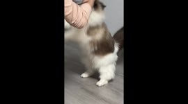 Playful but feisty cat swipes at owner in Jiangsu, China