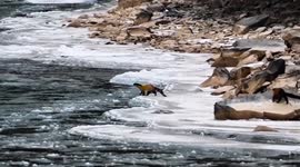 China: Rarely seen yellow-throated martens caught having fun on camera