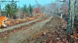 China: Rare footage of wild tigress with five cubs spotted in Jilin