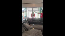 Grinch prank sends kids running at family Christmas—Instagram clip tops 16M views
