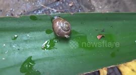 Snail came to visit Yucca plant in a garden in central London - Kensington