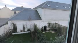 Backyard Drama: Sparrowhawk's Meal Interrupted by Bold Magpie.