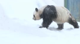China: Twin giant pandas play joyfully in snow in NE China