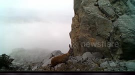 China: Rare footage of elusive musk deer captured in Sichuan's panda park