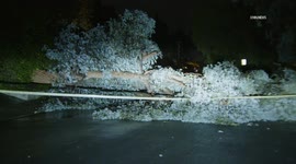 US, Los Angeles: Woodland Hills Eucalyptus Tree Blocking Road