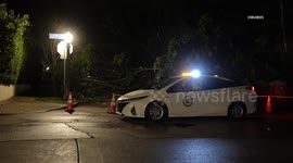 US, Los Angeles: Sherman Oaks Tree Falls And Blocks Road