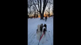 Sunset Stroll: Alaskan Malamutes Lead Us Through a Winter Dreamscape