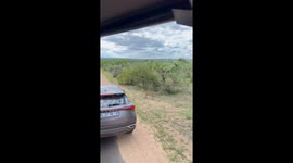 Rare leopard sighting on road in Mpumalanga, South Africa