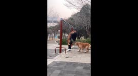 Man and golden retriever share swing mishap in Henan, China