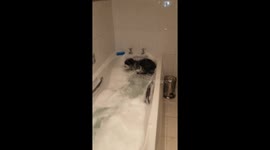 Playful dog splashes in bathtub in Radcliffe, UK