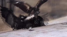 China: Infrared cameras capture two raptors battling over prey on frozen grasslands of Inner Mongolia