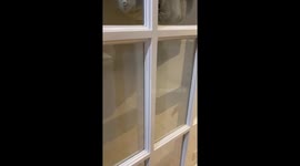 Introvert Jack Russell hides from the family Christmas Day party in the coat rack until it’s time to leave!