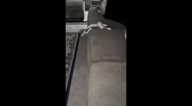 Cat sleeping in funny position in Bandar Lampung, Indonesia