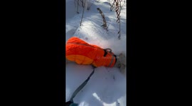 Huskyoodle Banksy playing in snow in Pont-Rouge, Canada