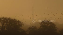 Hundreds of beautiful birds circling on a foggy day.