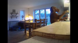 Dog caught stealing tea towels in Northumberland, UK