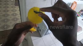 Lizard stuck on an anti fly sticky trap. French island of Martinique, Caribbean, West Indies, France, 28 December 2025.