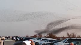 China: Thousands of Migratory Birds Form “Giant Wave” in Shandong