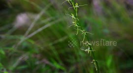 China: Endangered flower found in China's Yunnan