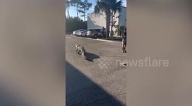 10ft alligator captured by cops in 7-Eleven parking lot