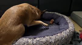 Cute dog was given his favourite treat, he decides to save it for later by hiding it but failed to do so in a cute way.