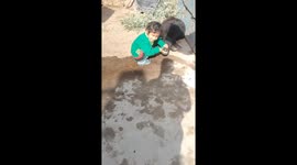 Little girl brushes a buffalo calf’s teeth in Kalka, Haryana, India