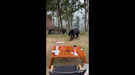 Sun bear wanders near hikers in Kaeng Krachan National Park, Thailand