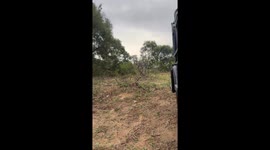 Silent Power Up Close: A Rare Leopard Encounter by the Sand River