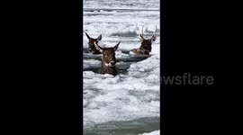 Heartwarming Rescue: Community Saves Three White-lipped Deer from Frozen Lake