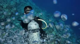 China: China releases survey report on Huangyan Dao coral reef ecosystem
