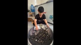 The ten-year-old boy caught giant scorpions with his bare hands and let them crawl on his hands